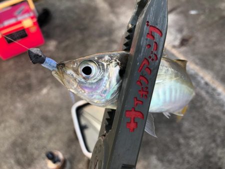 パクパク豆アジング