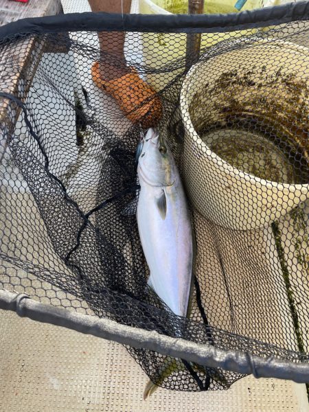 明石沖 ジギング