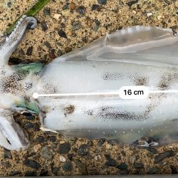 雨は昼からじゃなかった？