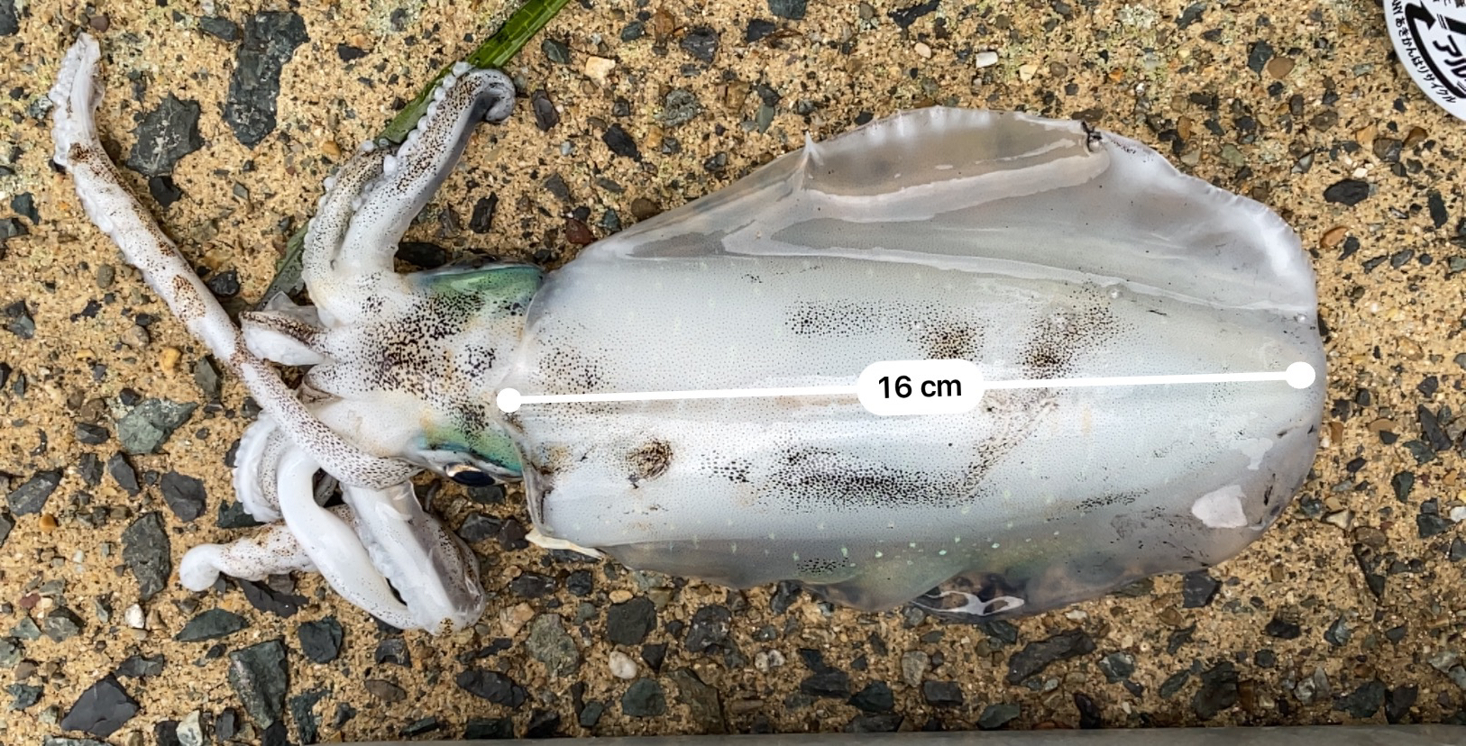 雨は昼からじゃなかった？