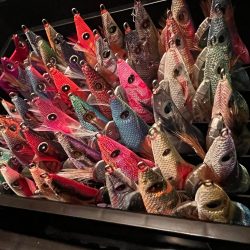 エギング！のはずが、、、