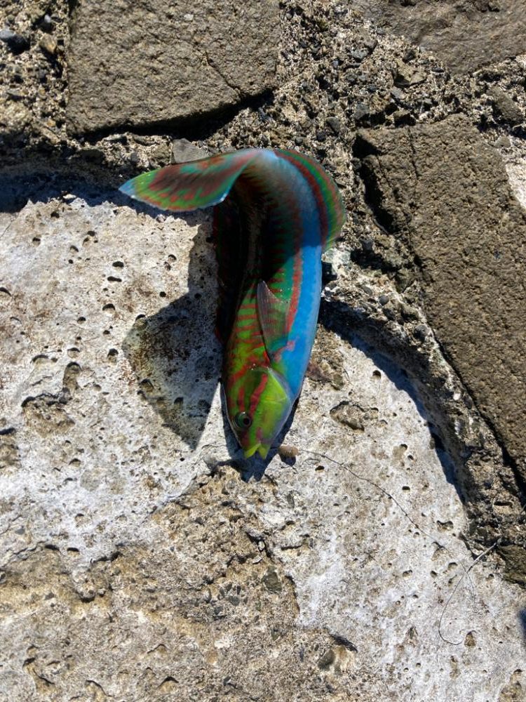 西伊豆まできて。。。