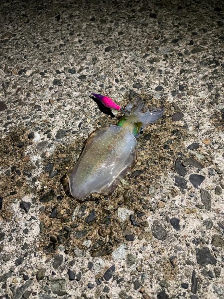 今年初エギング