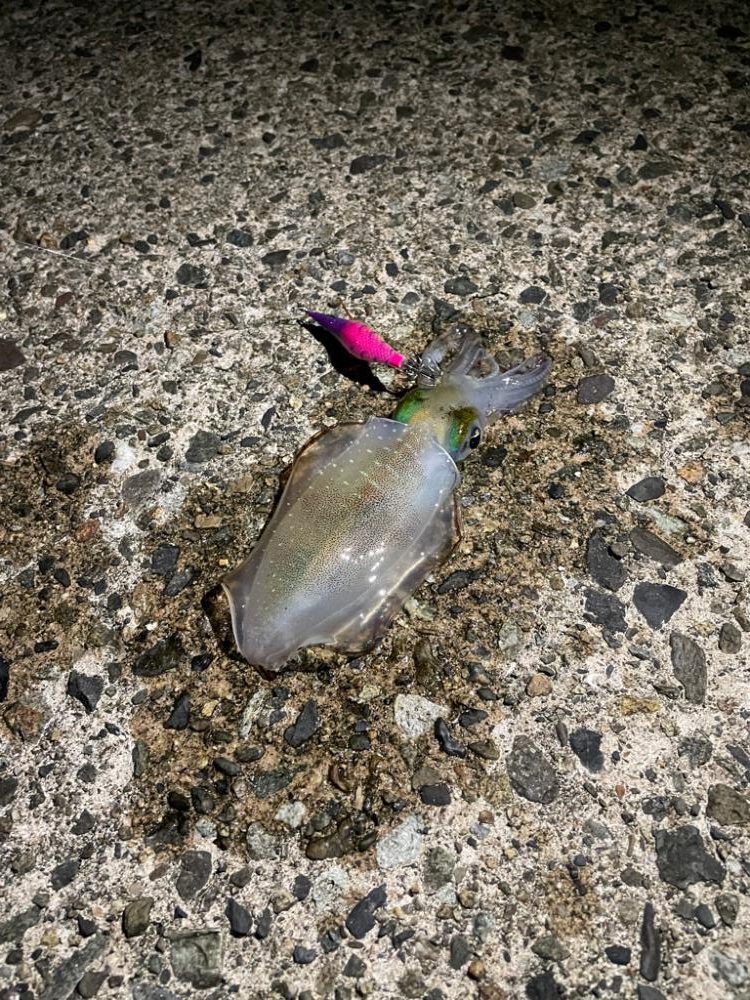 今年初エギング