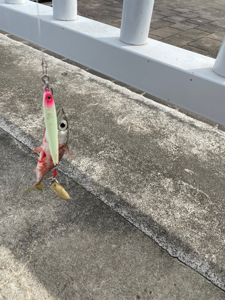 ショアジギ不発(TT)