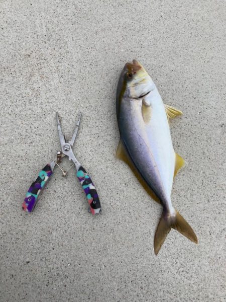 旅行中にジグパラでカンパチ！！！