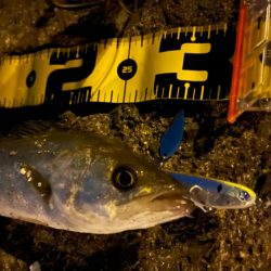 シャルダスしか勝たん！