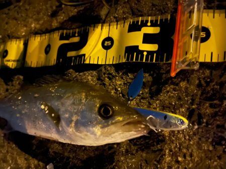 シャルダスしか勝たん！