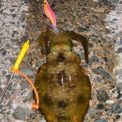 久びさエギング