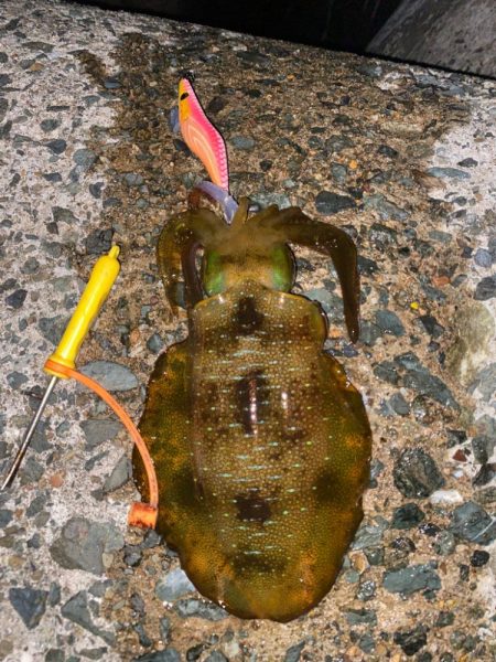 久びさエギング