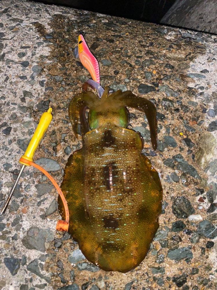 久びさエギング