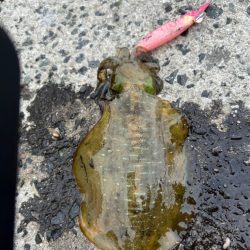 エギング調査！！