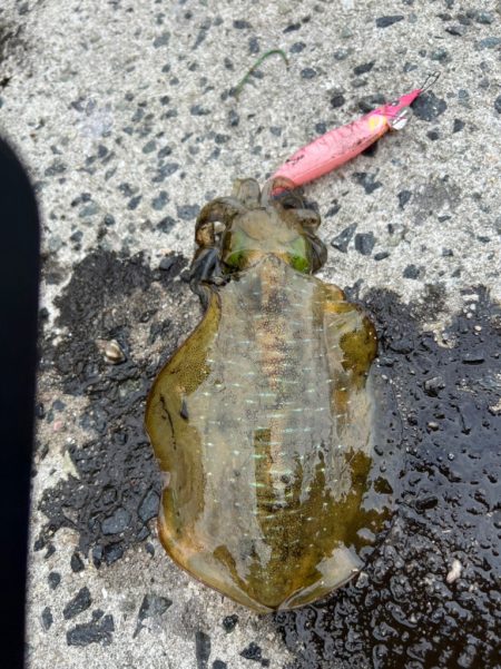 エギング調査！！