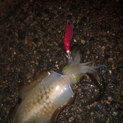 エギング今期3回戦!