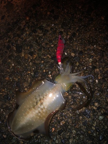 エギング今期3回戦！