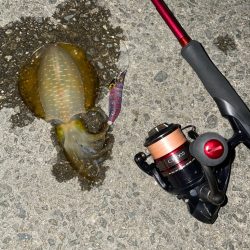 仕事終わりエギング2