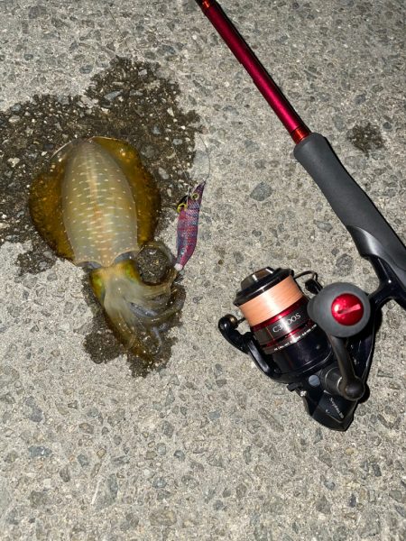 仕事終わりエギング2