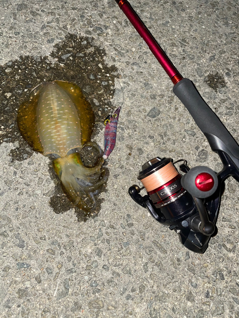 仕事終わりエギング2