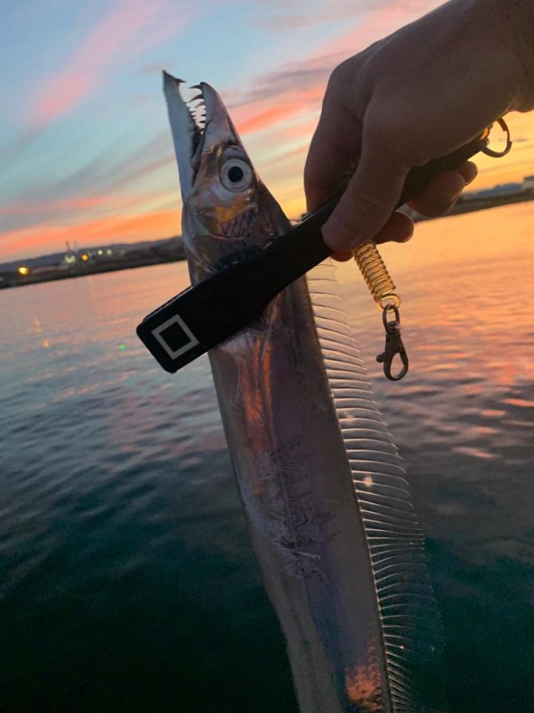今年陸っぱりからの初タチウオ！