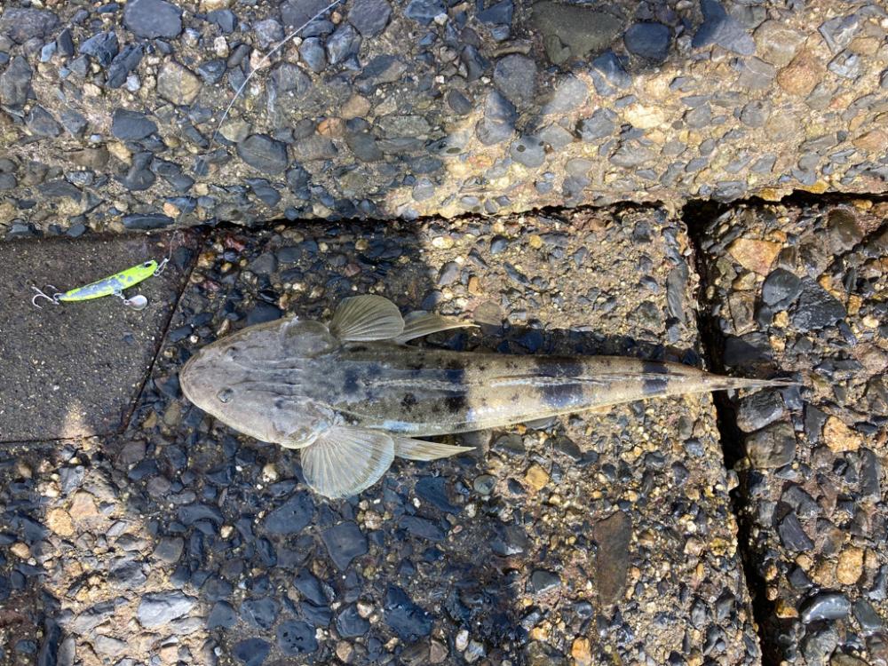 フラットフィッシュ