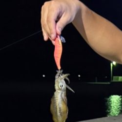 常夜灯場でのエギング！