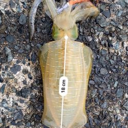 8か月ぶりの釣行