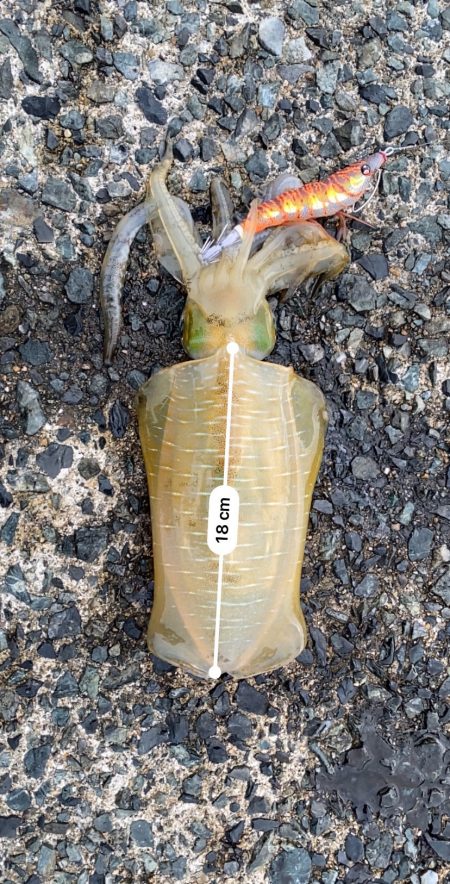 8か月ぶりの釣行