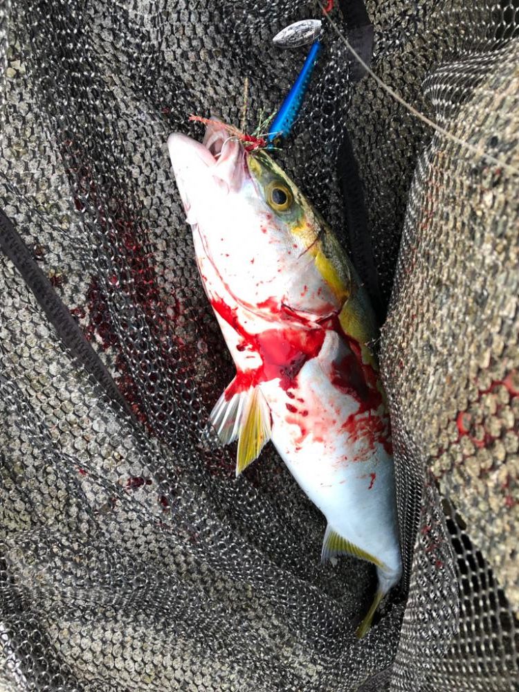 朝の短時間釣行