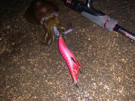 ジョジョコラボの墨族エギ、マジシャンズ/レッドで待望のアオリイカ！