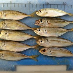 深日白灯台で飲ませにアイブリ30cm、シオ35cm