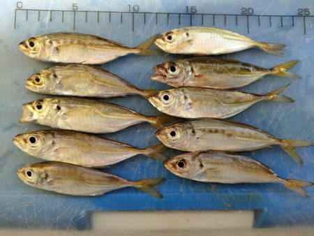 深日白灯台で飲ませにアイブリ30cm、シオ35cm