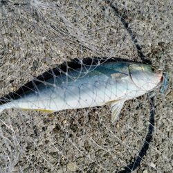 時間があったので、ちょっと青物でも