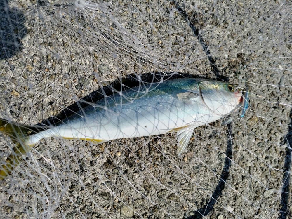 時間があったので、ちょっと青物でも