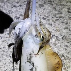 夕マズメのエギング　今季最大