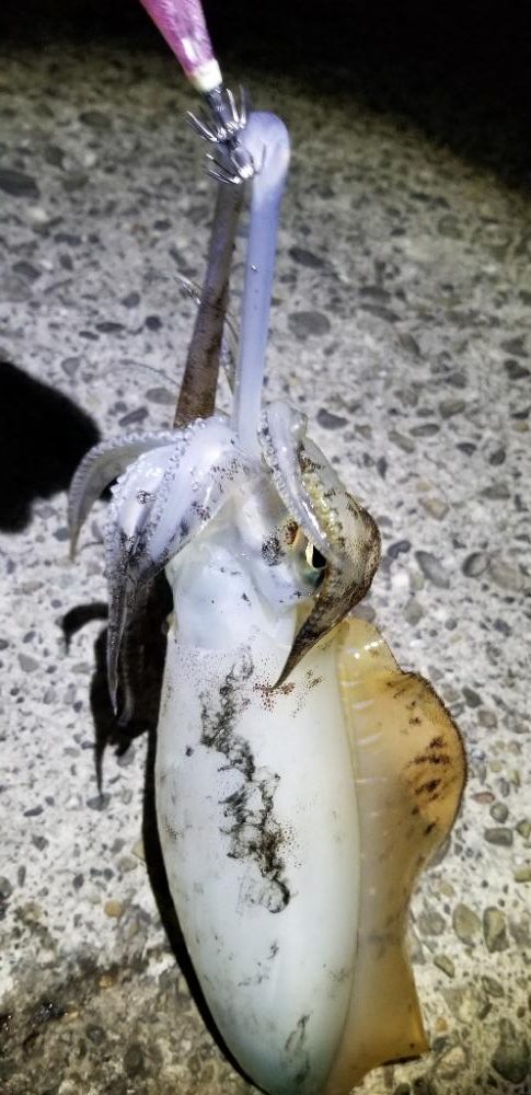 夕マズメのエギング　今季最大