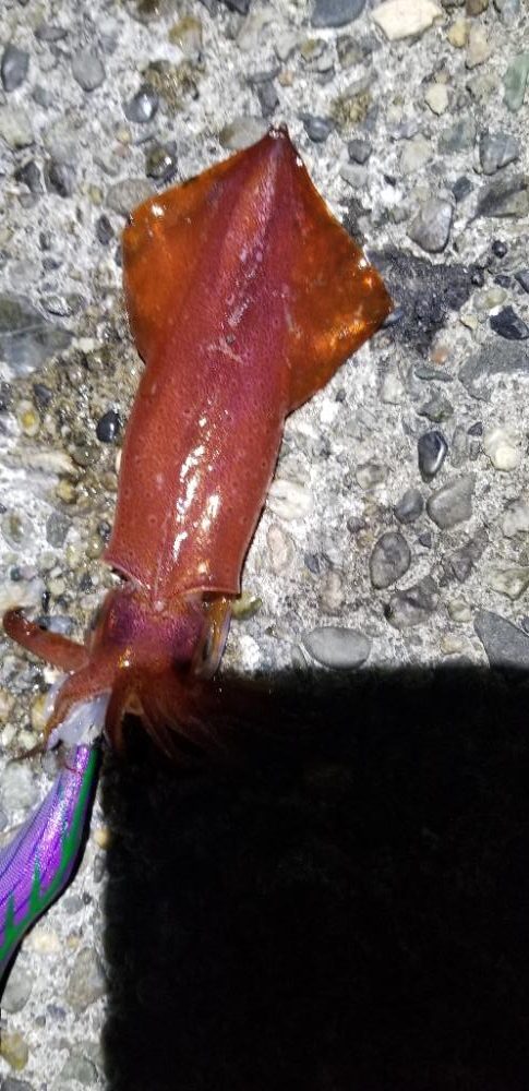 塩津 イカ絶好調