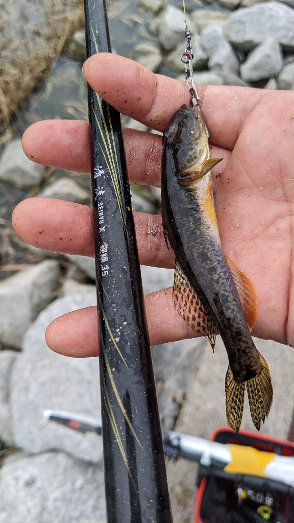 旧中川 ハゼ 台風15号前