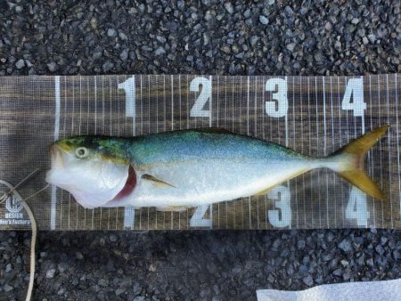 サイズアップならず(>_<)