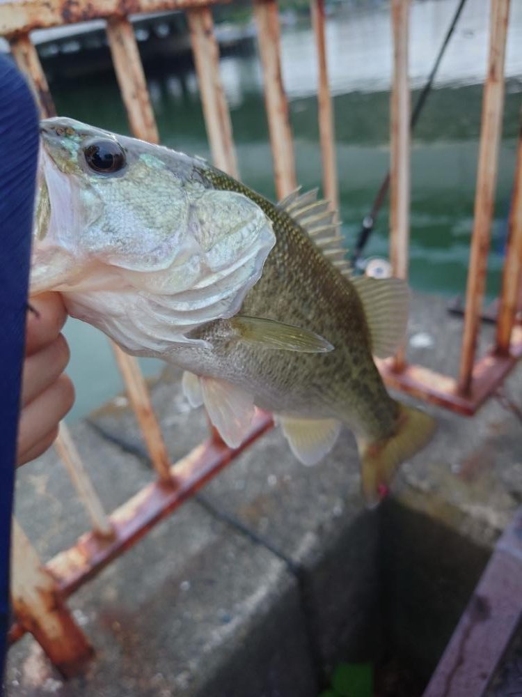 シーバスと思いきや