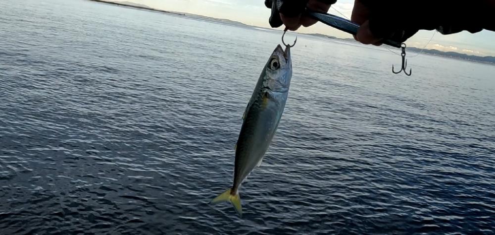 仕事前ショアジギ