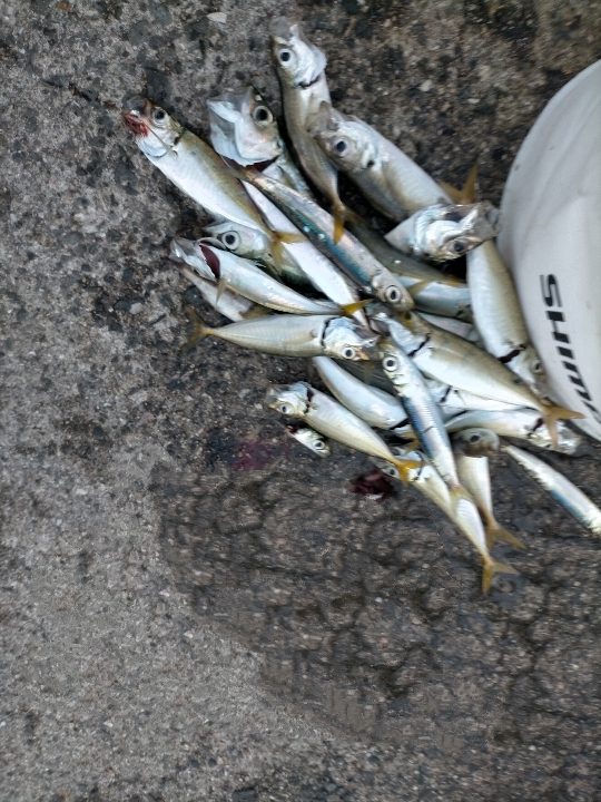 アジ サバ イワシ