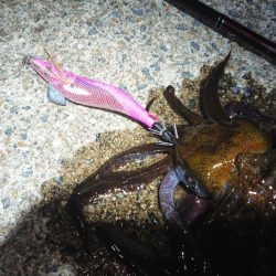 対馬エギング釣果