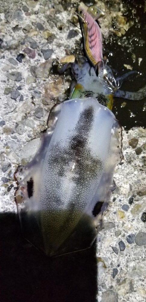 エギング 絶好調