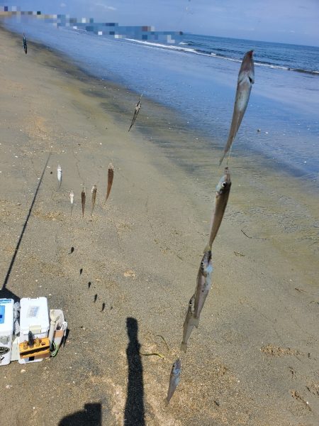 伊勢湾にキス釣り