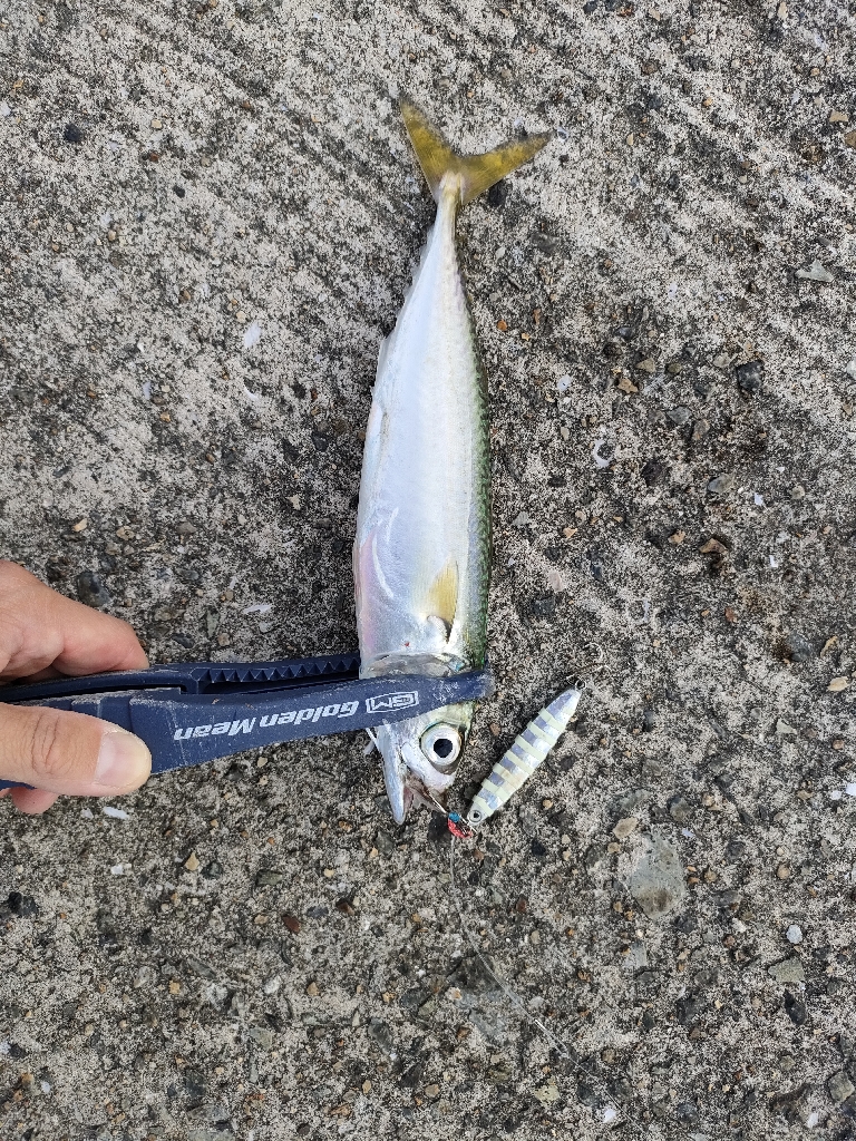 ショアジギング