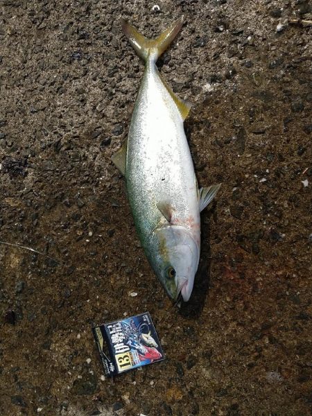 武庫川渡船さんで呑ませ釣り☆