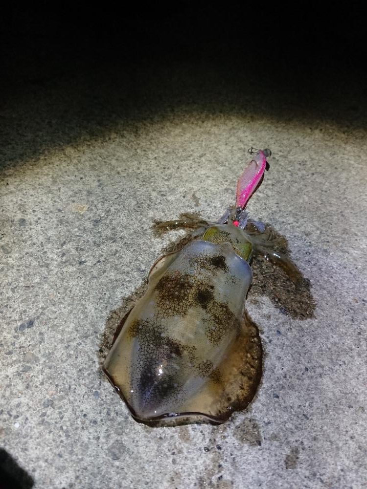 エギング縛り😁