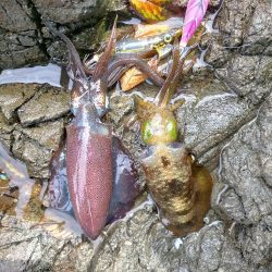 福井県釣行最終日