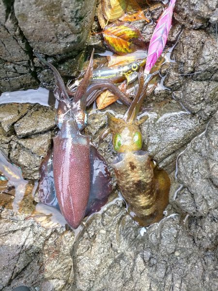 福井県釣行最終日