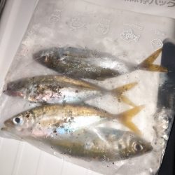 台風の前に豆アジ釣行